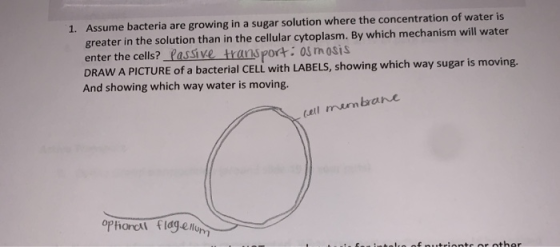 1. Assume bacteria are growing in a sugar solution where the concentration of water is greater in the solution than in the ce