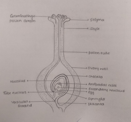 Gicaminatinge pouen Grain ma Style polen tube → Antipodal ccus 5econdary Nucteus Tube nucleus synergid ㄧㄧㄧ → placenta serand
