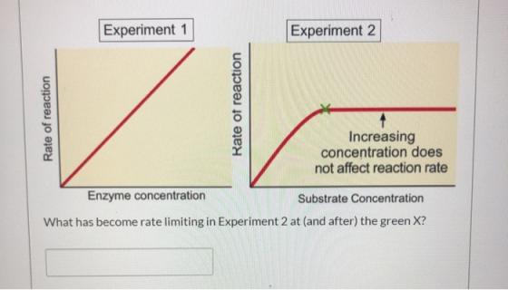 Experiment 1 Experiment 2 Rate of reaction Rate of reaction Increasing concentration does not affect reaction rate Enzyme con