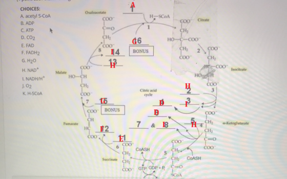 A Ouloacetate COO H-SCOA Citrate 600 T CHE CHOICES: A acetyl S-COA B. ADP C. ATP D. CO2 E. FAD F. FADH2 G.H20 H. NAD I. NADH/