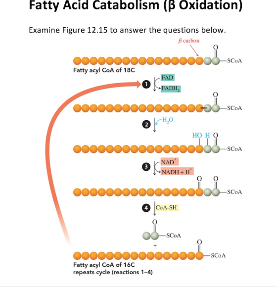 Fatty Acid Catabolism (B Oxidation) Examine Figure 12.15 to answer the questions below. B carbon -SCOA 000000000000000 Fatty