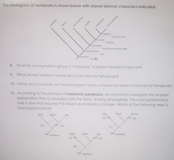 The cladogram of vertebrata is shown below with shared derived characters Indicated. Lampreys Lungfish Land vertebrates Tetra