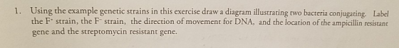 1. Using the example genetic strains in this exercise draw a diagram illustrating two bacteria conjugating. Label the F strai