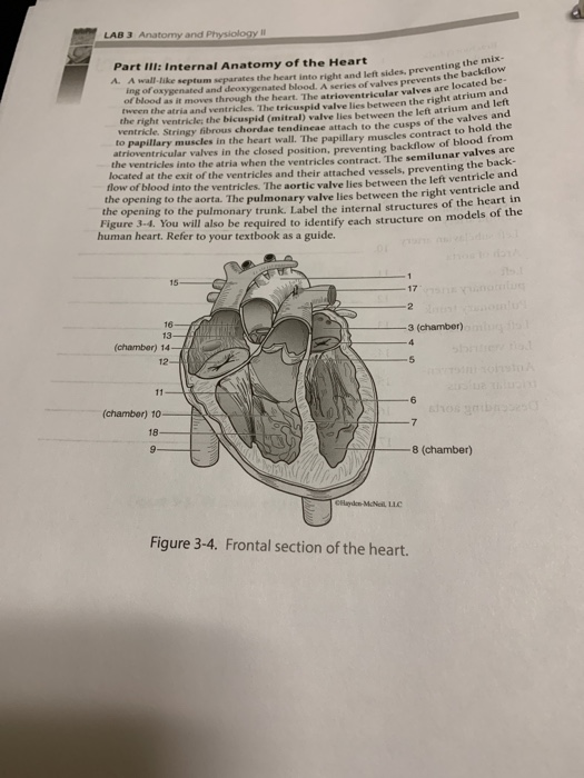 LAB 3 Anatomy and Physiology II sides, preventing the mix- entricular valves are located be Part III: Internal Anatomy of the