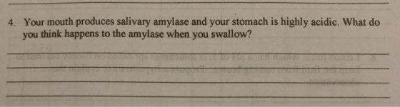 4. Your mouth produces salivary amylase and your stomach is highly acidic. What do you think happens to the amylase when you