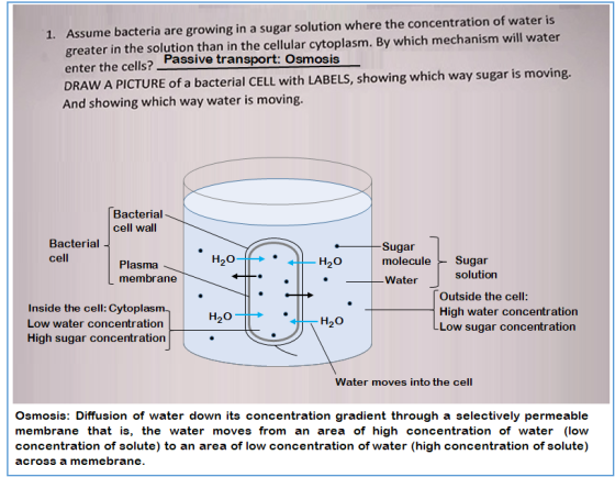 1. Assume bacteria are growing in a sugar solution where the concentration of water is greater in the solution than in the ce