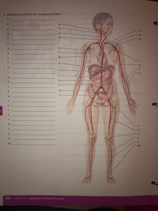 6. Identify the arteries on the accompanying figure. - - - EC 496 UNIT 22 | Anatomy of Blood Vessels