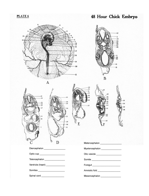 PLATE 6 48 Hour Chick Embryo 853 Diencephalon Metencephalon Myelencephalon Otic vesicle Optic cup Telencephalon Ventricle (he