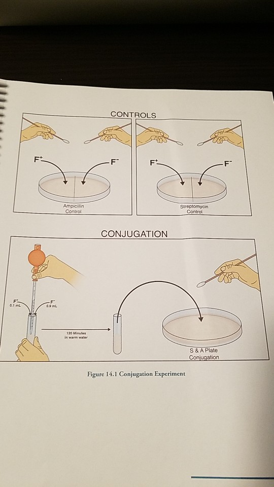 CONTROLS Ampicillin Streptomycin Control CONJUGATION S & A Plate Conjugation Figure 14.1 Conjugation Experiment