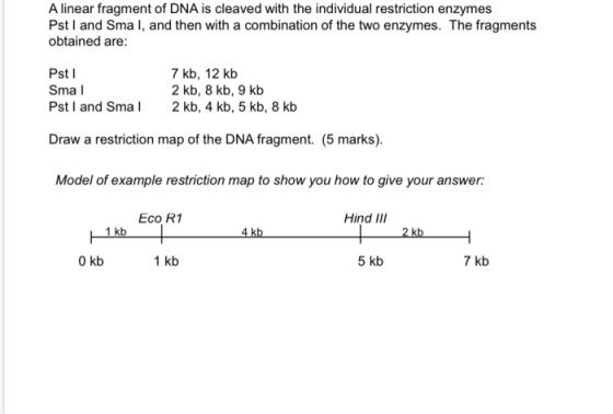 A linear fragment of DNA is cleaved with the individual restriction enzymes Pst and Smal, and then with a combination of the