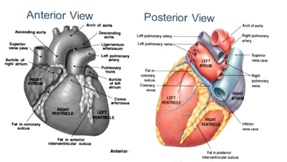 Anterior View Posterior View Arch of eorta Ascending aorta orta Superior vena cava terioaum Left pulmanary Auricle of right a