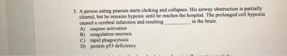 3. A perso neating peanuts starts choking and collapses. His airway obstruction is partially cleared, but he remains hypoxic until he reaches the hospital. The prolonged cell hypoxia caused a cerebral infarction and resulting A) caspase activation B) coagulation necrosis C) rapid phagocytosis D) protein p53 deficieney in the brain.