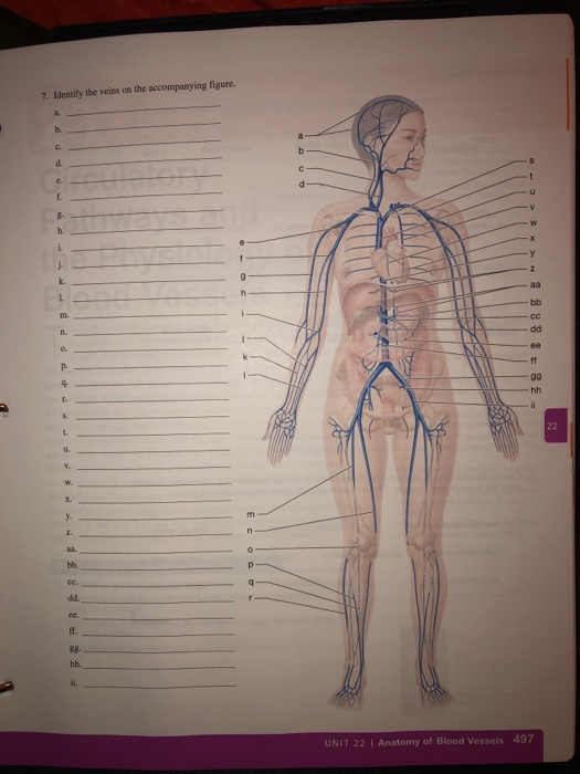 7. Identify the veins on the accompanying figure. 22 UNIT 22 | Anatomy of Blood Vessels 497