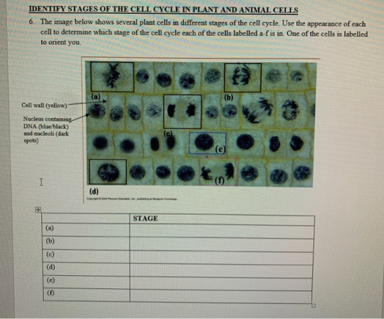 IDENTIFY STAGES OF THE CELL CYCLE IN PLANT AND ANIMAL CELLS 6. The image below shows several plant cells in different stages
