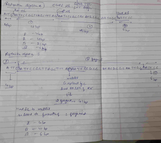Pestrition digestion a) GAATTC Elors the cor AAG Ist stic (und All Alod ale AIT GAATTCC GGTTAGCITTAGAATTCC G C CAT ATGCGLAATT