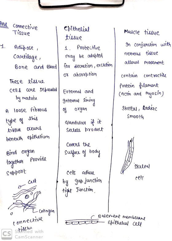 Ang connective Tissue I. - Adipose , cartilage, Bone and Blood epithelial tissue 1. Protective may be adapted for sevietion,