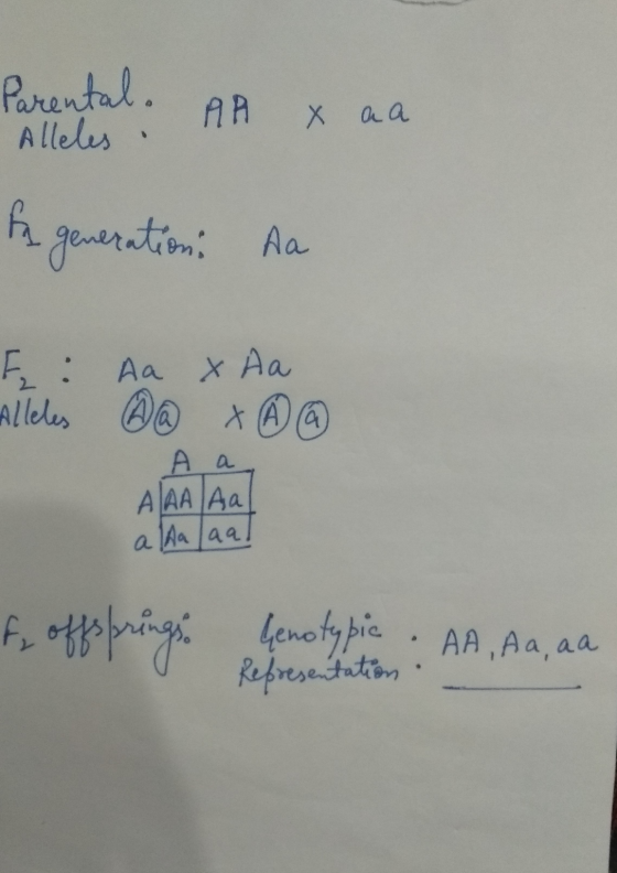 Parental. • Alleles. An AA x aa In generation. Aa F: Alleles Aa x @ X Aa A 9 AAA Aal a Aaaal f offsprings. 2 DOT Genotypic .