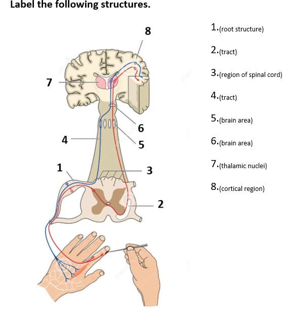 Label the following structures. 1.(root structure) 2.(tract) 3.(region of spinal cord) 7 4.tract) 5.(brain area) 6. (brain ar