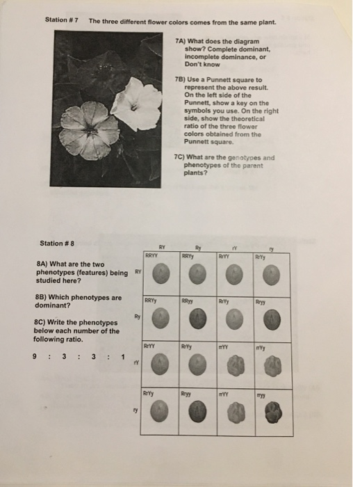 Station #7 The three different flower colors comes from the same plant. TA) What does the diagram show? Complete dominant, in