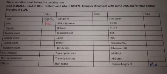 The annotation must follow the coloring rule: DNA in BLACK. RNA in RED. Proteins and AAs in GREEN. Complex structures with so