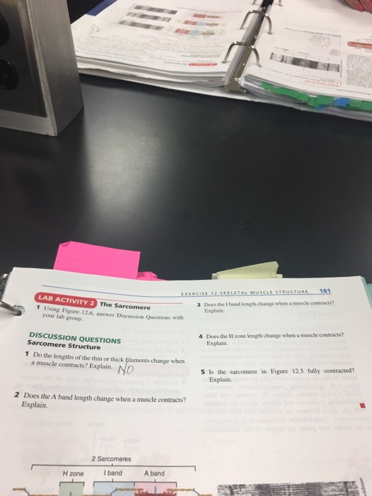 LAB ACTIVITY2 The Sarcomere 3 Does the I band lewgth change when a mascle contracts? 1 Using Figure 12.6, answer Discusion Qu