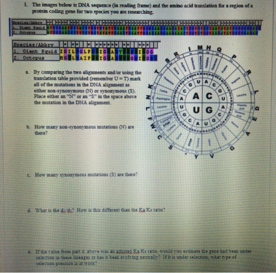 The images below is DNA sequence (in reading frame