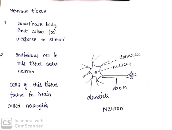 Nervous tissue 1. coordinate body Part allow for Dresponse to stimuli Individual this tissue neuron cell in called re dendute
