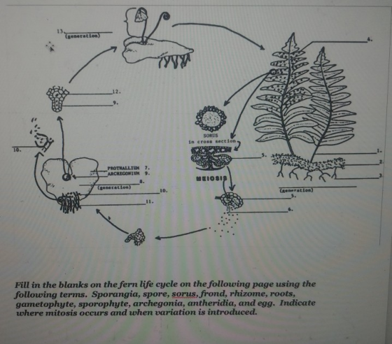 CA SORUS in cross section PROTILALLIUM 7. ARCHEGONIUM 9. (generation) (RODRFAELon) Fill in the blanks on the fern life cycle