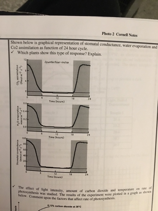 Shown below is graphical representation of stomata