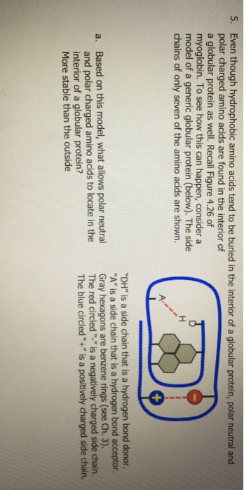 Even though hydrophobic amino acids tend to be buried in the interior of a globular protein, polar neutral and polar charged amino acids are found in the interior of a globular protein as well. Recall Figure 4.26 of myoglobin. To see how this can happen, consider a model of a generic globular protein (below). The side chains of only seven of the amino acids are shown. 5. DH is a side chain that is a hydrogen bond donor A is a side chain that is a hydrogen bond acceptor. neutral Gray hexagons are benzene rings (see Ch. 3). and polar charged amino acids to locate in the interior of a globular protein? More stable than the outside The red circled is a negatively charged side chain. The blue circled+ is a positively charged side chain.