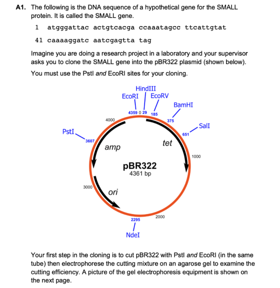 A1. The following is the DNA sequence of a hypothetical gene for the SMALL protein. It is called the SMALL gene. i atgggattac