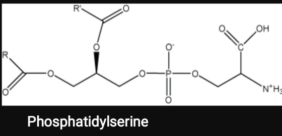 R OH N*Hg Phosphatidylserine