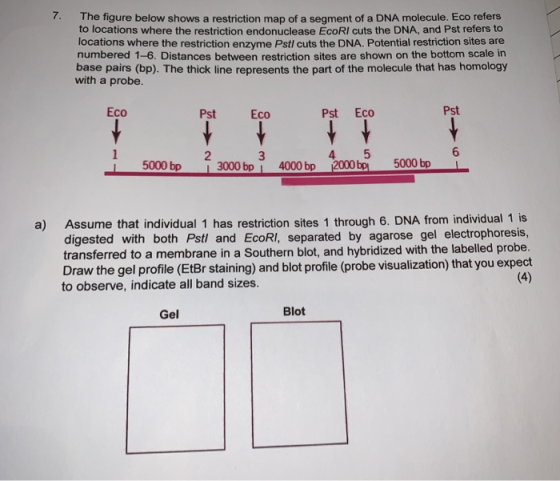 The figure below shows a restriction map of a segment of a DNA molecule. Eco refers to locations where the restriction endonu