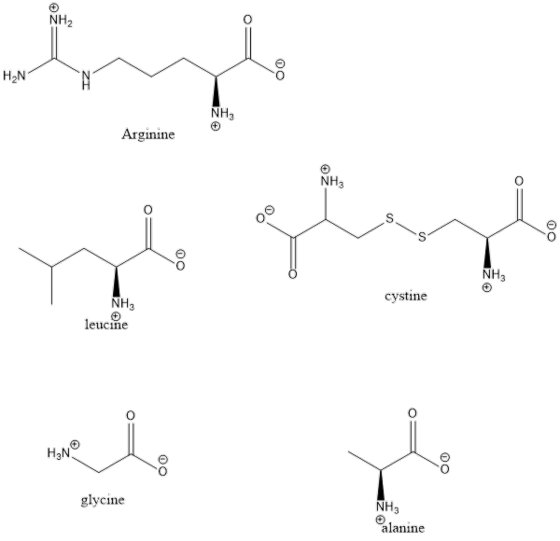 NH2 H2N NH3 Arginine NH3 0 NHa cystine NH2 leucine H2N glycine NH3 lanine