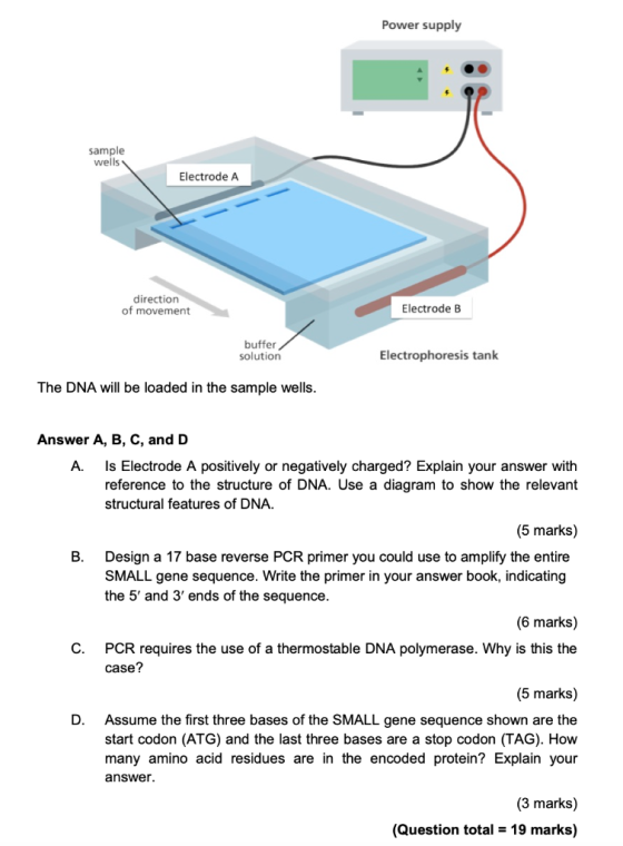 Power supply sample wells Electrode A direction of movement Electrode B buffer solution Electrophoresis tank The DNA will be