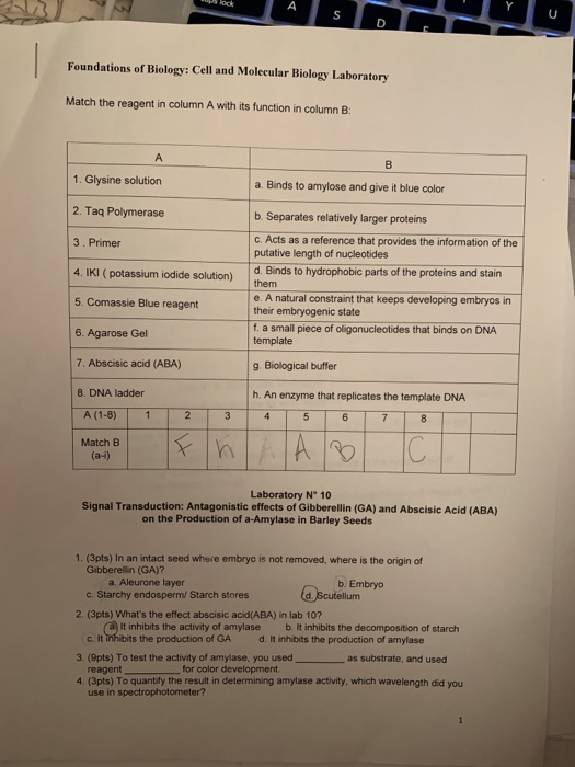 A U S D Foundations of Biology: Cell and Molecular Biology Laboratory Match the reagent in column A with its function in colu