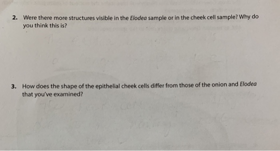Were there more structures visible in the Elodea sample or in the cheek cell sample? Why do you think this is? 2. How does th