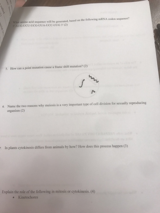 What amino acid sequence will be generated, based on the following mRNA codon sequence? SAUG-UCU-UCG-UUA-UCC-UUG 3) 5. How can a point mutation cause a frame shift mutation? (2) a Name the two reasons why meiosis is a very important type of cell division for sexually reproducing Name the two reasons why meiosis is a very im organism (2) 6. In plants cytokinesis differs from animals by how? How does this process happen (3) Explain the role of the following in mitosis or cytokinesis. (4) Kinetochores