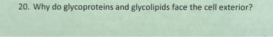 20. Why do glycoproteins and glycolipids face the cell exterior?
