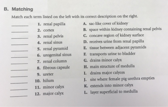 B. Matching Match each term listed on the left with its correct description on the right. 1. renal papilla 2. cortex 3. renal pelvis 4. renal sinus 5. renal pyramid A. sac-like cover of kidney B. space within kidney containing renal pelvis C. concave region of kidney surface D. receives urine from renal papilla E. tissue between adjacent pyramids E F. transports urine to bladder -6. urogenital sinus G. drains minor calyx 7. renal column 8. fibrous capsuleH. main structure of medulla 9. ureter 10. hilum 11. minor calyx 12. major calyx I. drains major calyces J. site where female pig urethra empties K. extends into minor calyx L. layer superficial to medulla