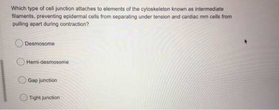 Which type of cell junction attaches to elements of the cytoskeleton known as intermediate filaments, preventing epidermal ce