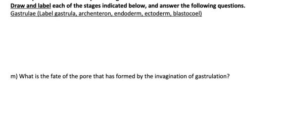 Draw and label each of the stages indicated below, and answer the following questions. Gastrulae (Label gastrula, archenteron