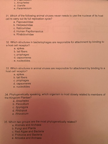Angollas d. Glarda e. Paramecium 31. Which of the following animal viruses never needs to use the nucleus of its host cell to