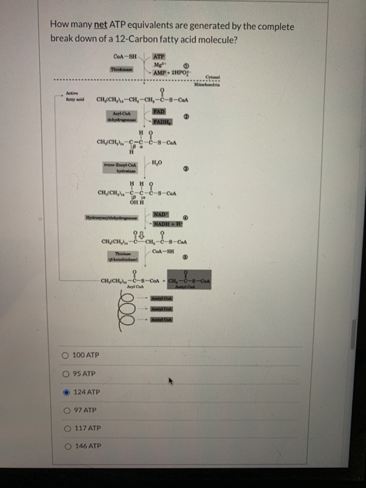 How many net ATP equivalents are generated by the complete break down of a 12-Carbon fatty acid molecule? CASH ATP Me AMP + 2