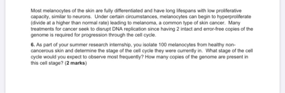 Most melanocytes of the skin are fully differentiated and have long lifespans with low proliferative capacity, similar to neu