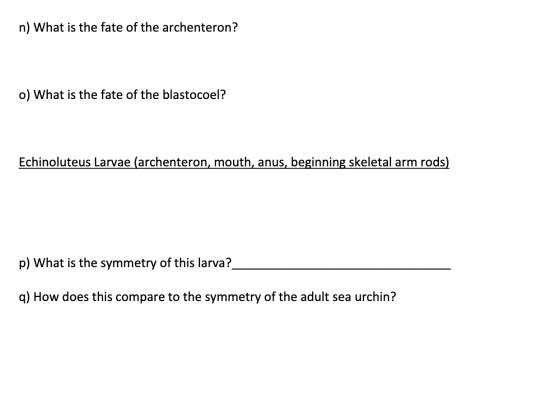 n) What is the fate of the archenteron? o) What is the fate of the blastocoel? Echinoluteus Larvae (archenteron, mouth, anus,