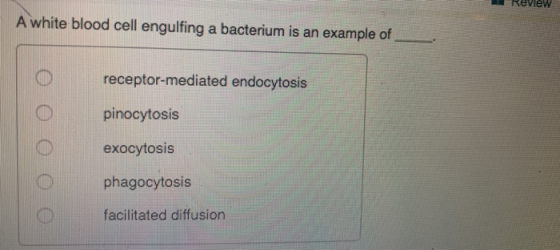 A white blood cell engulfing a bacterium is an example of receptor-mediated endocytosis pinocytosis exocytosis phagocytosis f