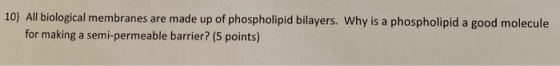 10) All biological membranes are made up of phospholipid bilayers. Why is a phospholipid a good molecule for making a semi-pe