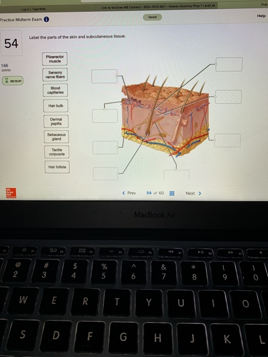 Login Tirweb Practice Midterm Exam 6 Help Label the parts of the skin and subcutaneous tissue. 54 Piloerector muscle 166 Sens