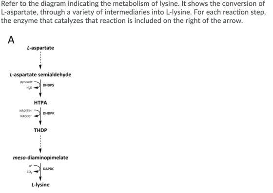 Refer to the diagram indicating the metabolism of lysine. It shows the conversion of L-aspartate, through a variety of interm